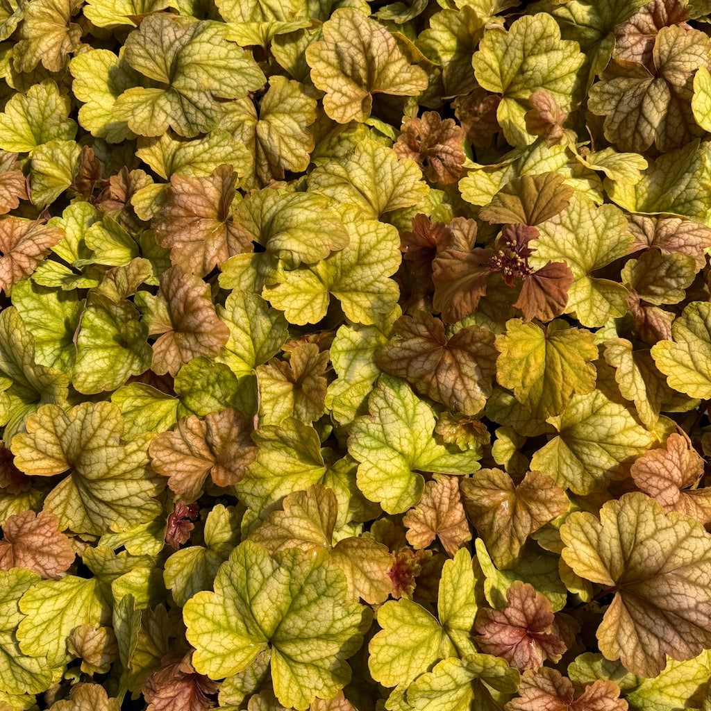 Heuchera 'Champagne'