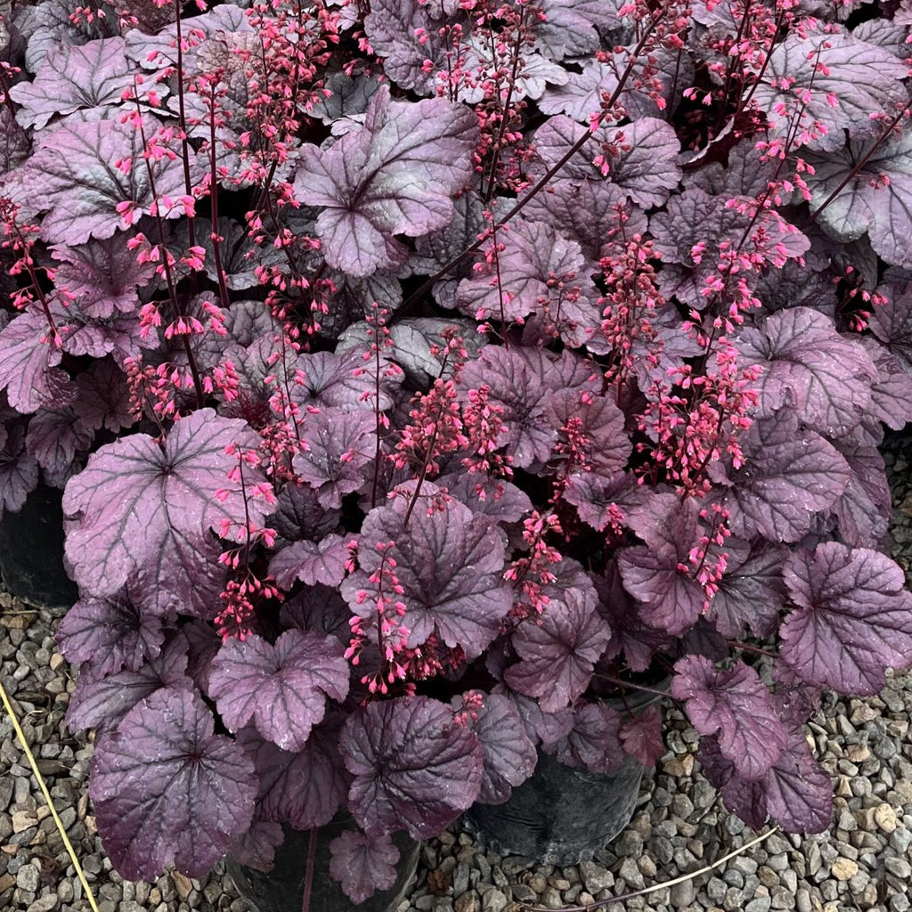 Heuchera 'Grape Timeless' PP31640