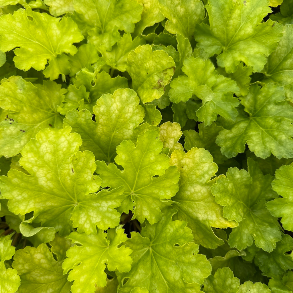 Heuchera 'Lemon Supreme' PP30843