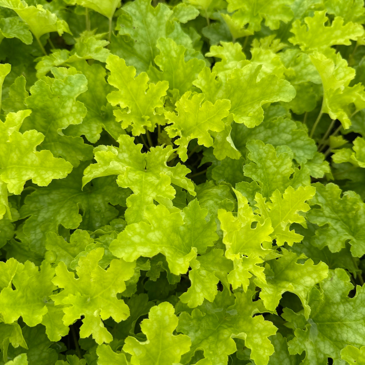Heuchera 'Lime Ruffles' PP25604