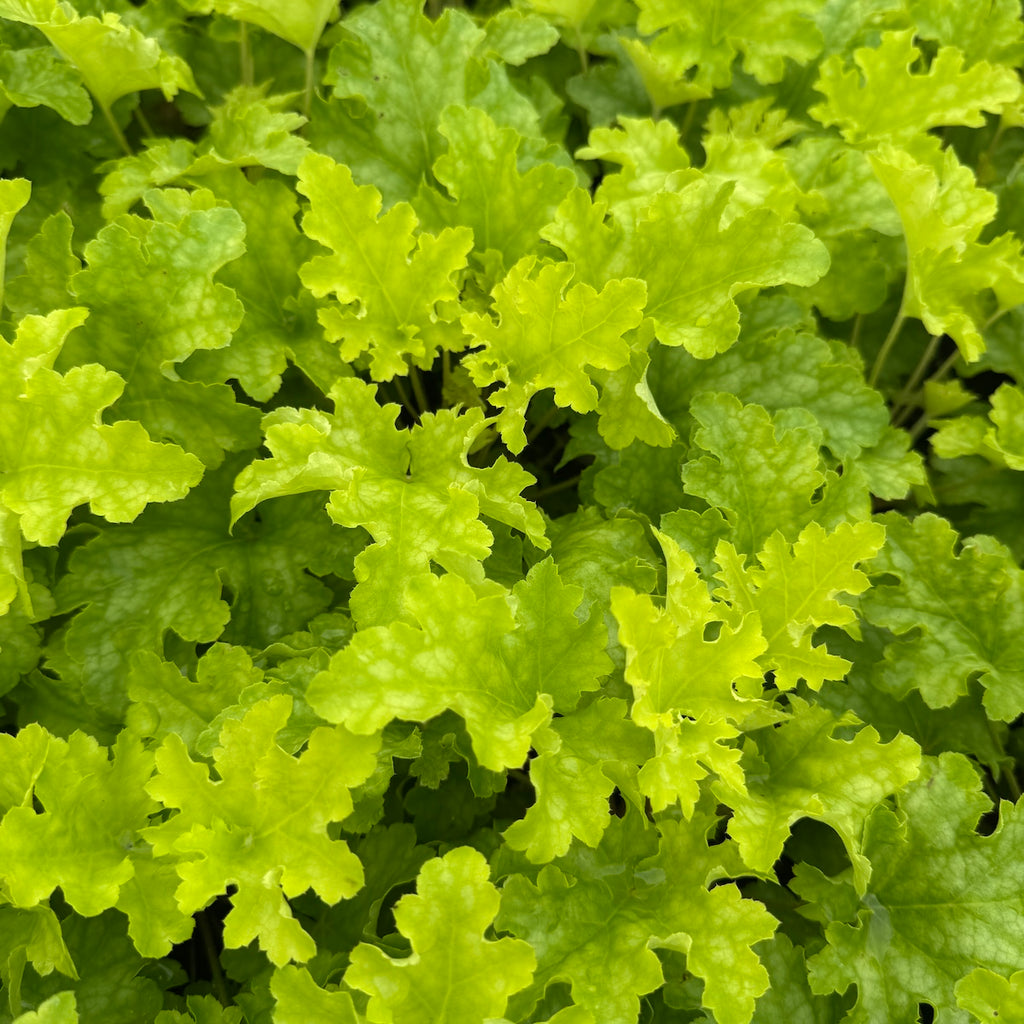Heuchera 'Lime Ruffles' PP25604