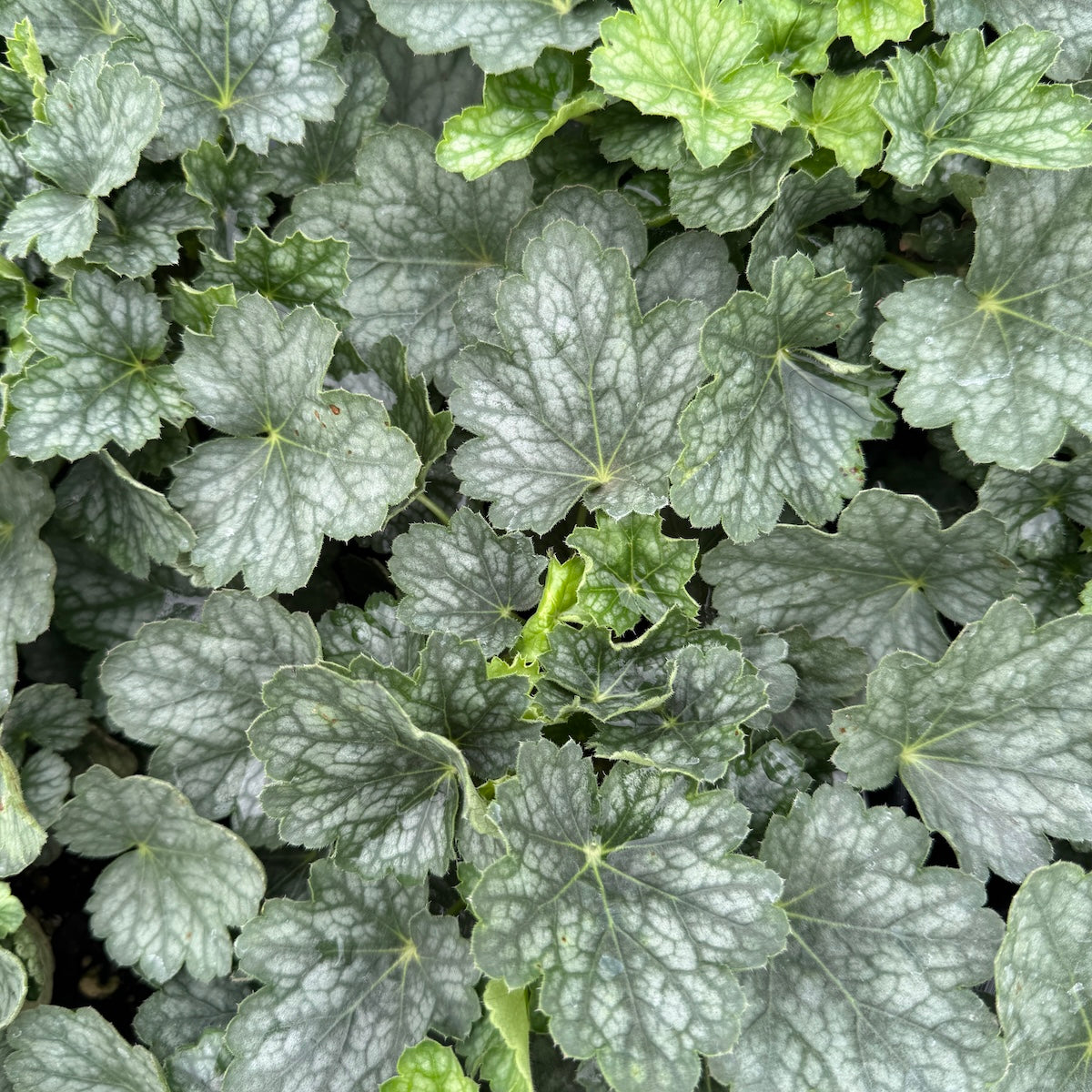 Heuchera 'Peppermint Spice' PP18009