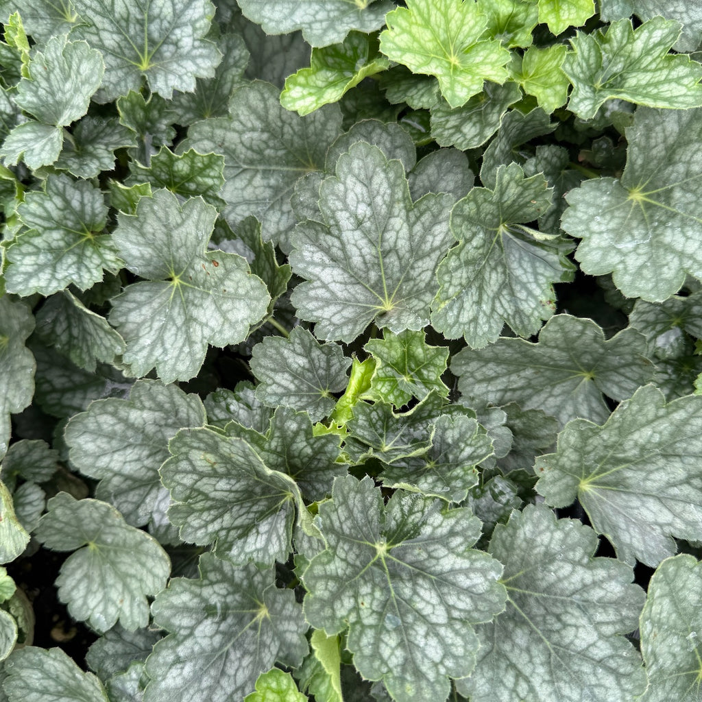 Heuchera 'Peppermint Spice' PP18009