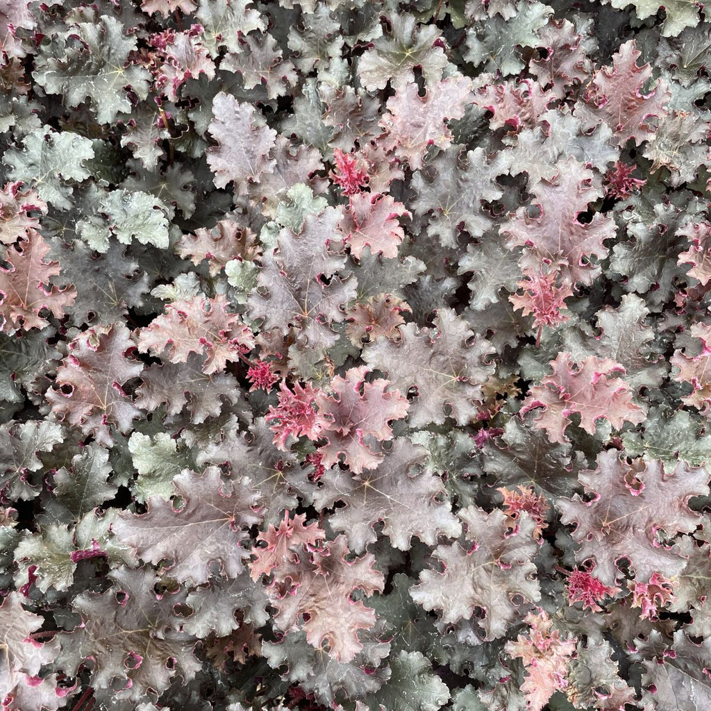 Heuchera 'Purple Petticoats'