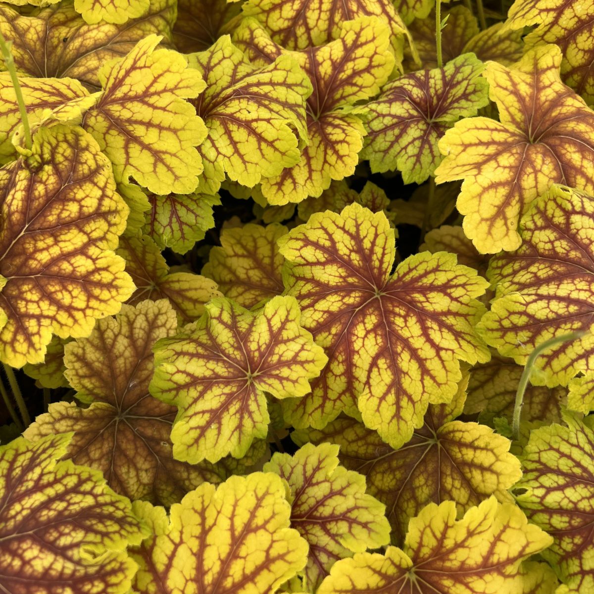 Heuchera 'Red Lightning' PP27767