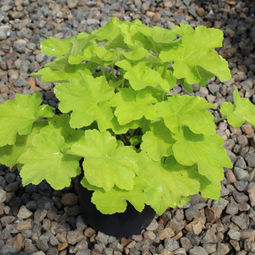 Heuchera villosa 'Citronelle' PP17934