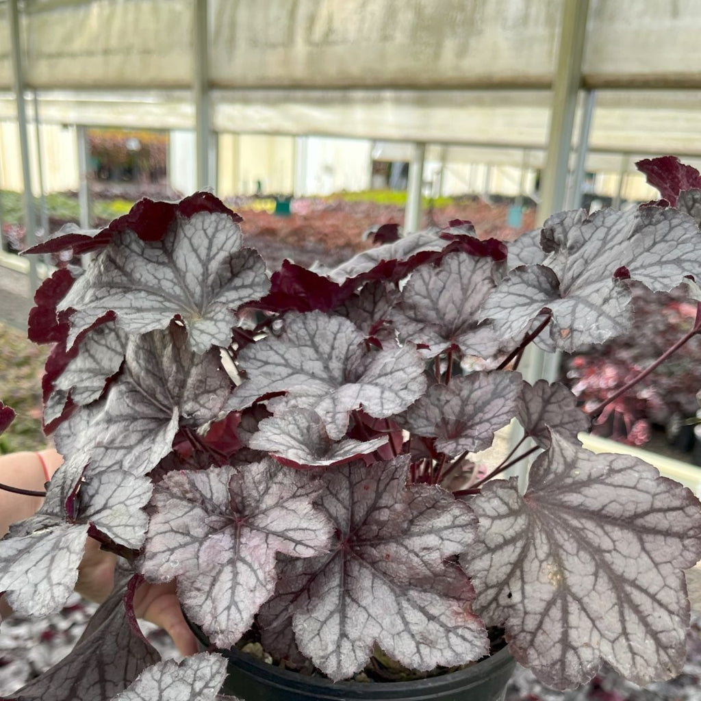 Heuchera x 'Carnival Plum Crazy'