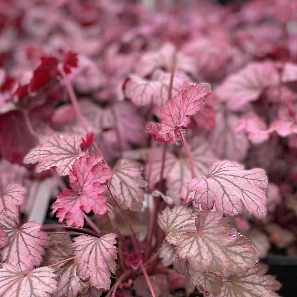 Heuchera x 'Carnival Rose Granita'