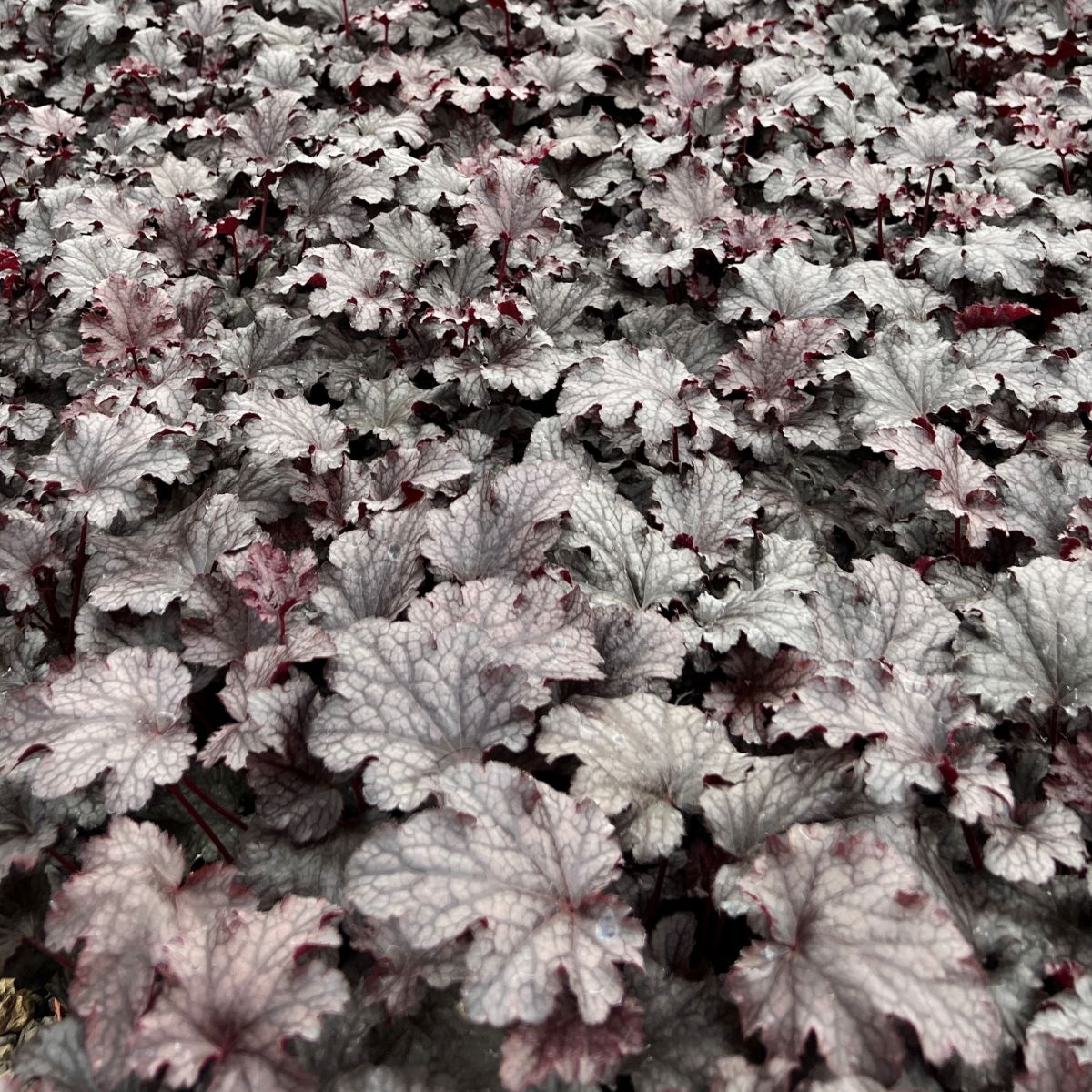 Heuchera x 'Plum Pudding'