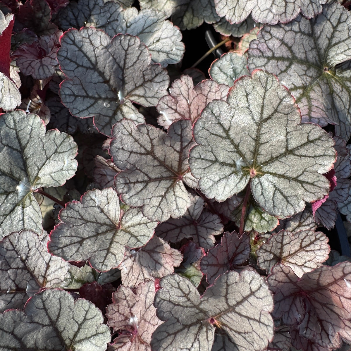 Heuchera x 'Silver Scrolls' P.P.# 12066