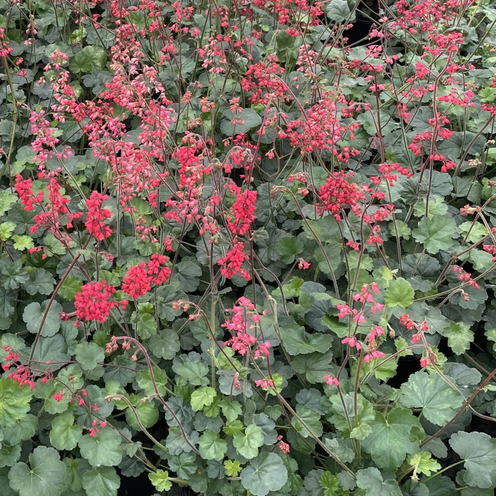 Heuchera x br. 'Firefly'