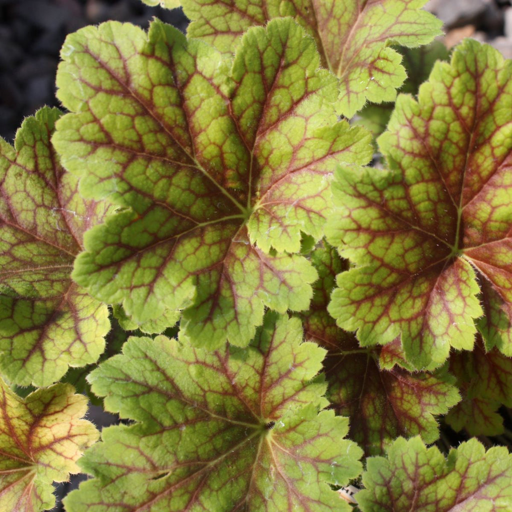 Heucherella 'Gold Zebra' PP22104