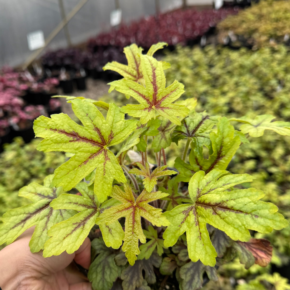 Heucherella 'Alabama Sunrise' PP1961