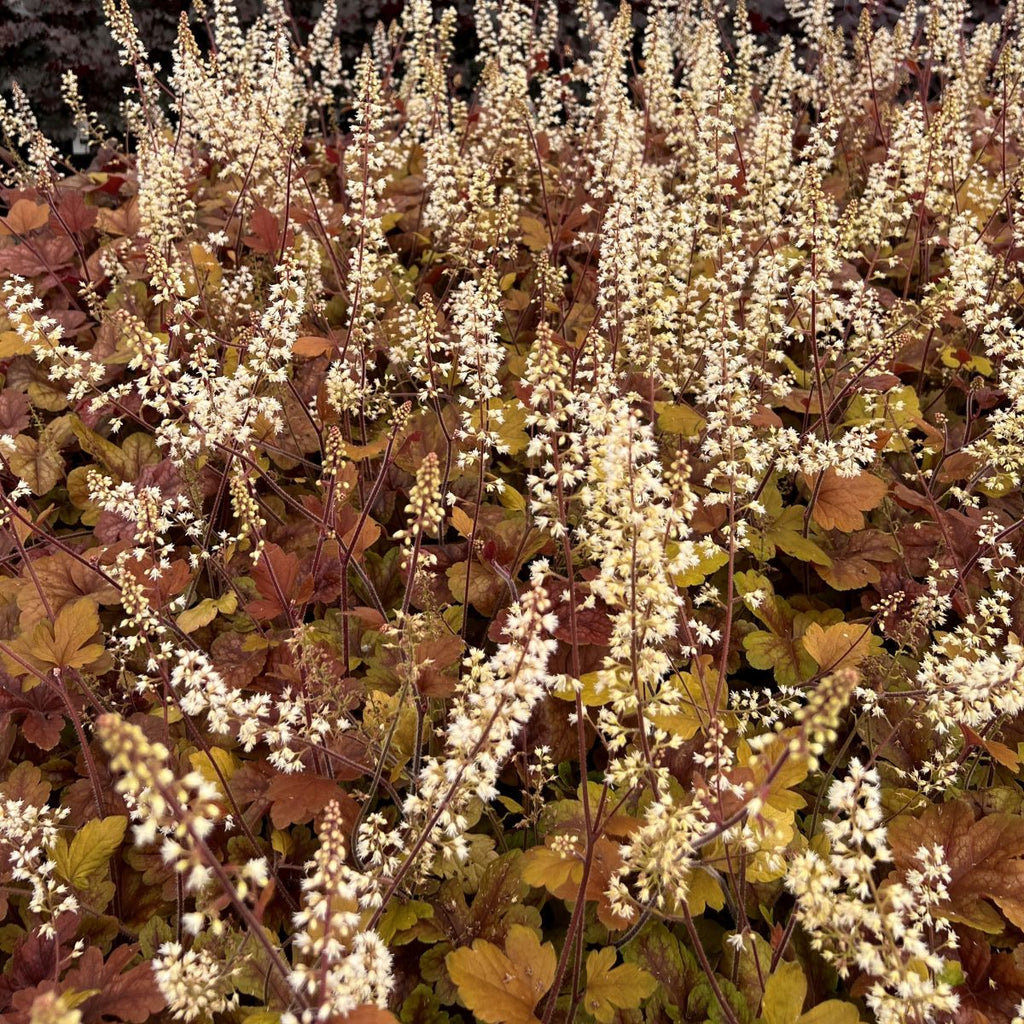 Heucherella 'Buttered Rum' PPAF