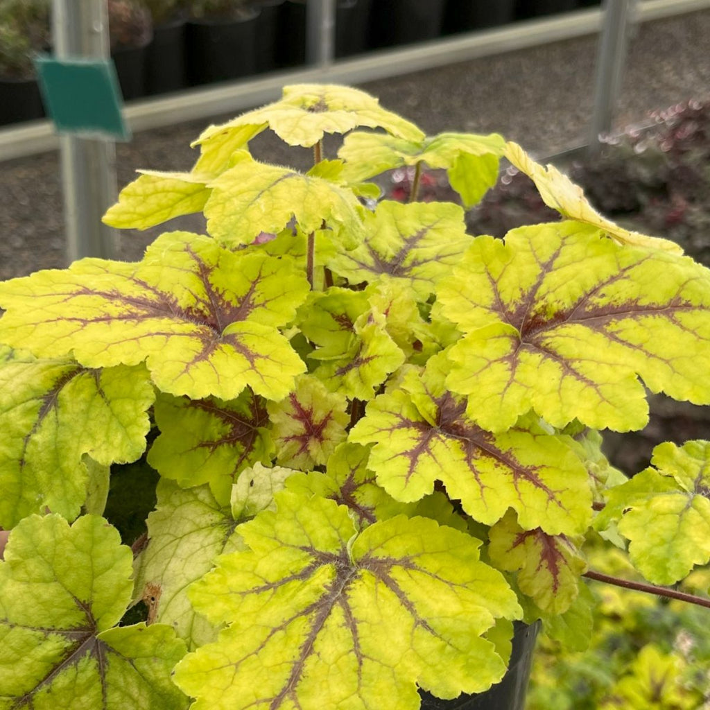 Heucherella 'Catching Fire' PP31065