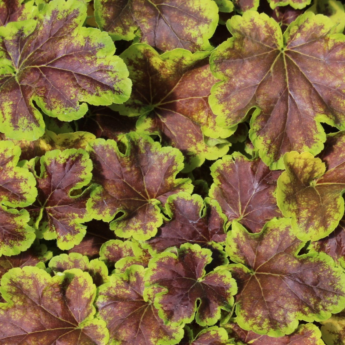Heucherella 'Solar Eclipse' PPAF
