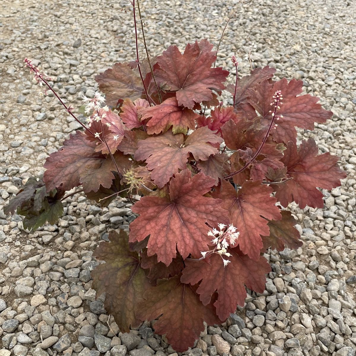 Heucherella 'Sweet Tea' PP21296