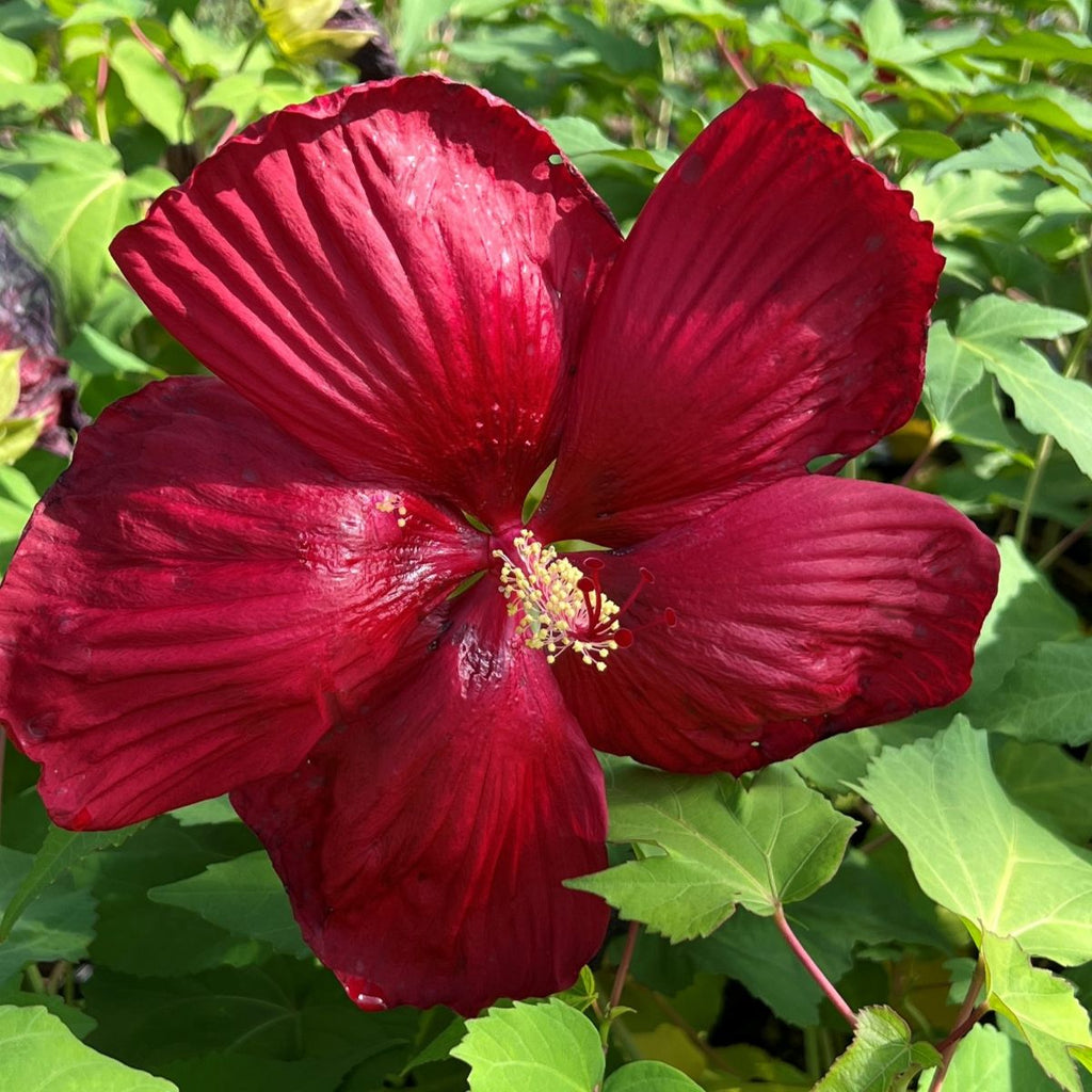 Hibiscus Head Over Heels® 'Passion'