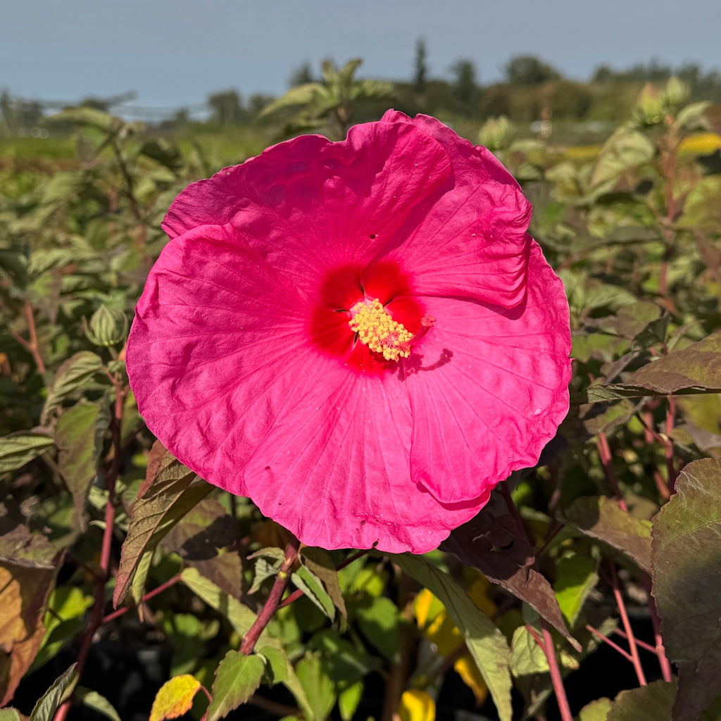 Hibiscus Head Over Heel 'Adore'