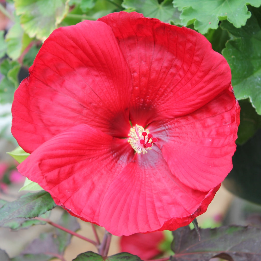 Hibiscus Head Over Heels® 'Desire'