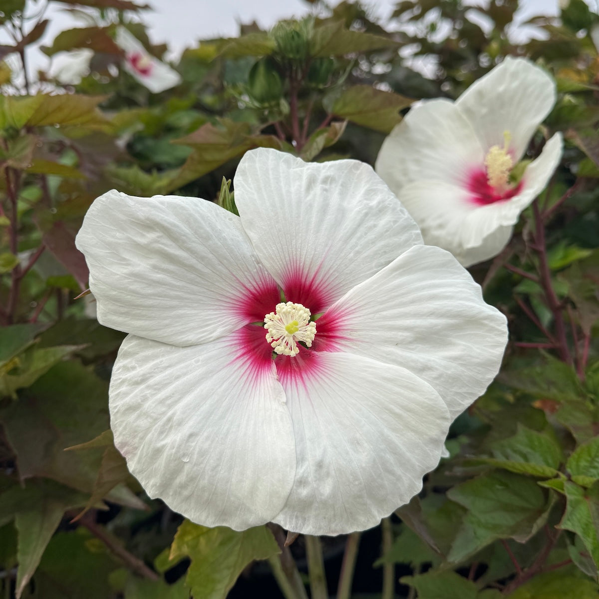 Hibiscus Head Over Heels® 'Dream'