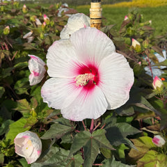 Hibiscus Head Over Heels® 'Dream' – Loen Nursery, Inc.