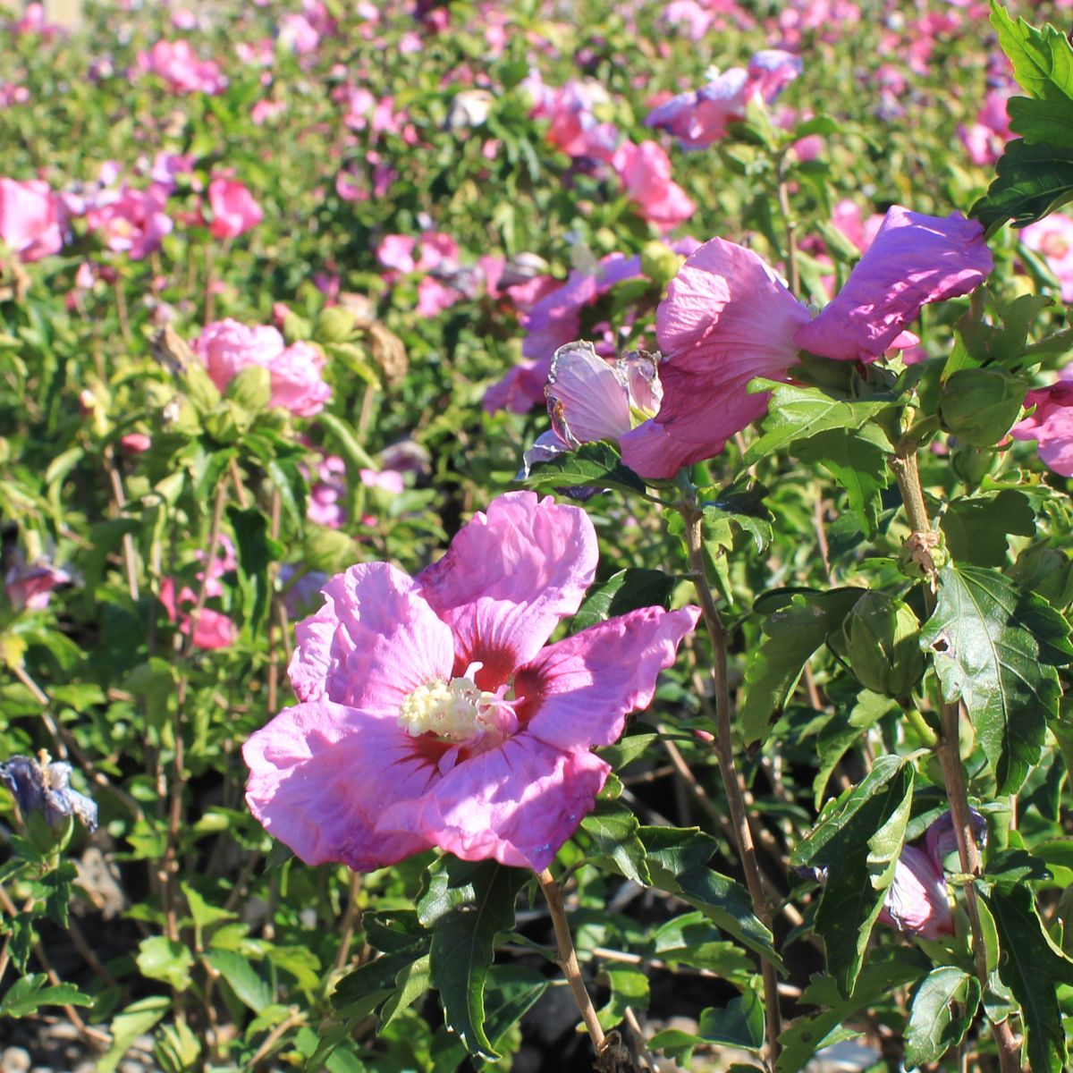 Hibiscus syr. Chateau® 'De Versailles' PP31152 (violet/blue)