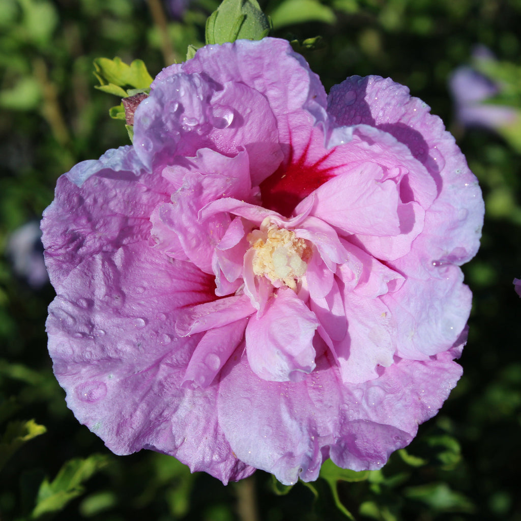 Hibiscus syr. Lavender Chiffon® COLOR CHOICE® PW PP12619