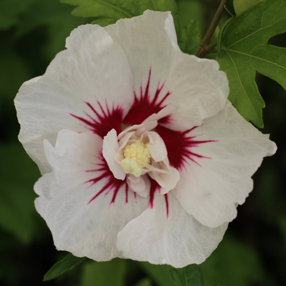 Hibiscus syr. FIRST EDITIONS® BALI™