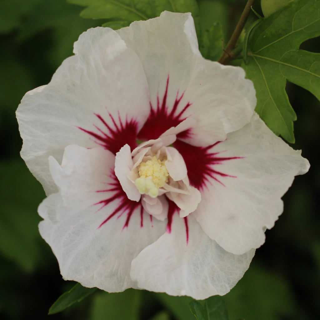 Hibiscus syr. FIRST EDITIONS® BALI™