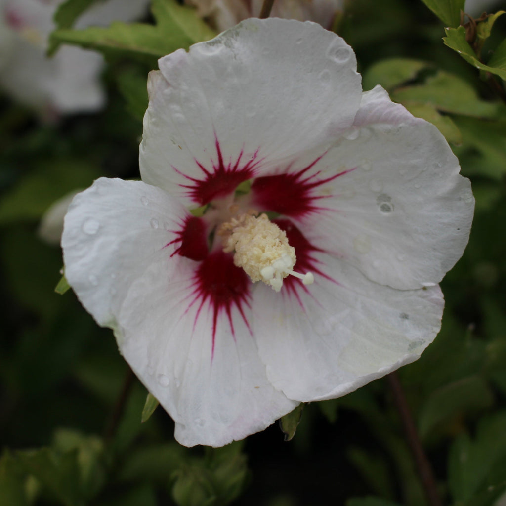 Hibiscus syr. 'Red Heart' (white/red)