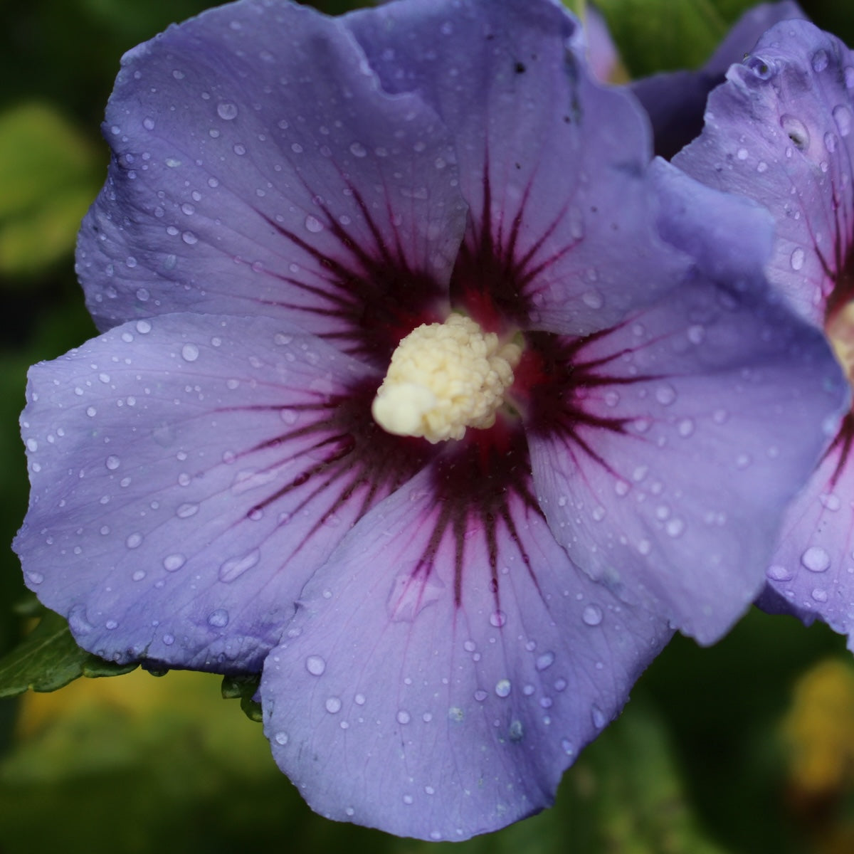 Hibiscus syr. Azurri Blue Satin® PW PP20563