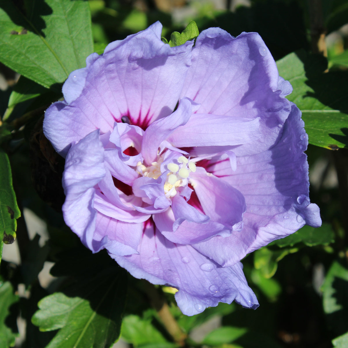 Hibiscus syr. Blue Chiffon® COLOR CHOICE® PW PP20574
