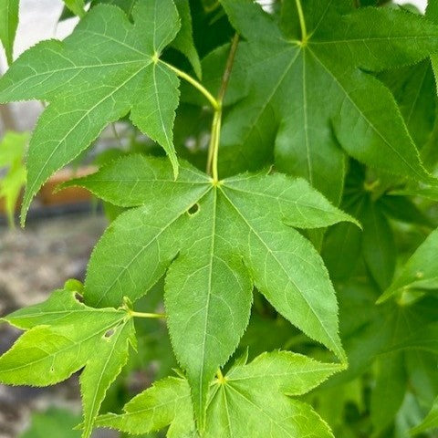 Acer palmatum 'Hogyoku'