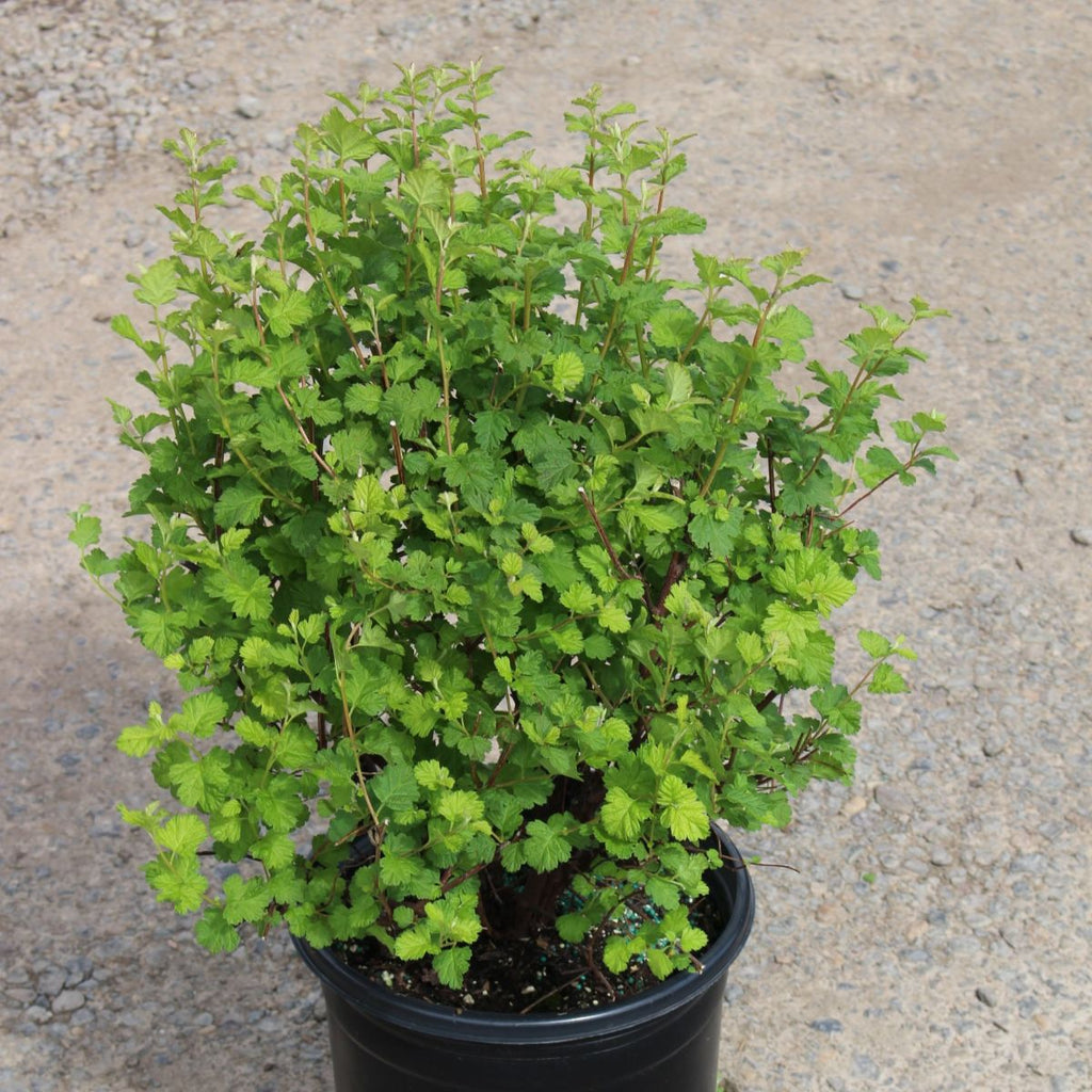 Holodiscus discolor