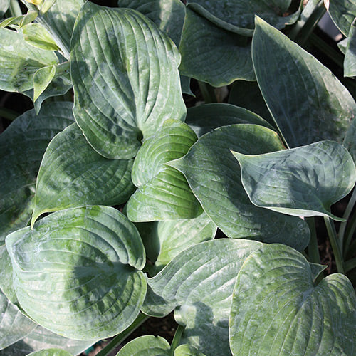 Hosta 'Blue Hawaii'