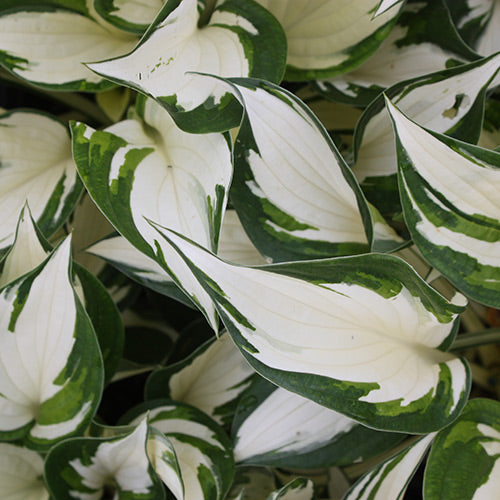Hosta x 'Fire and Ice'
