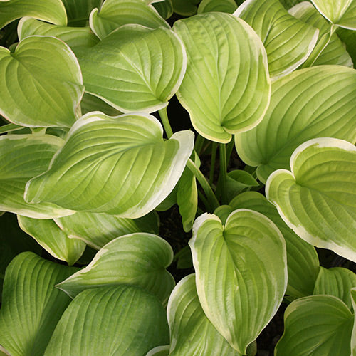 Hosta 'Fragrant Bouquet'