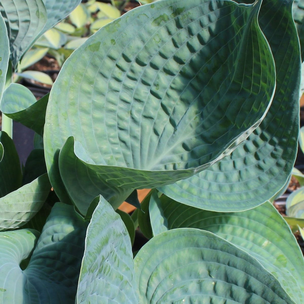 Hosta 'Abiqua Drinking Gourd'