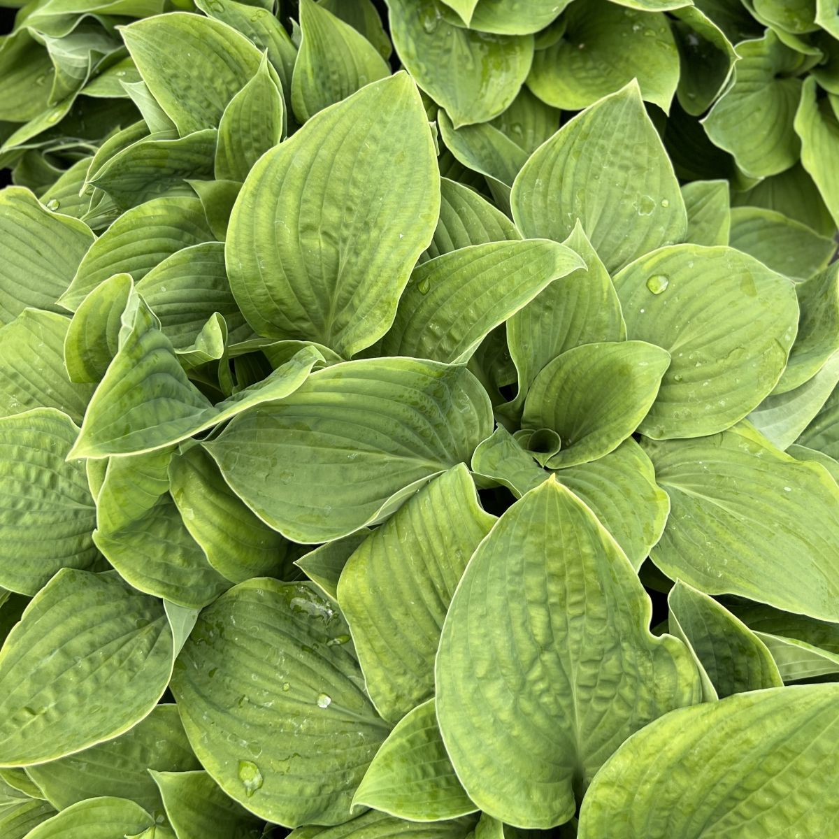 Hosta 'Abiqua Moonbeam'