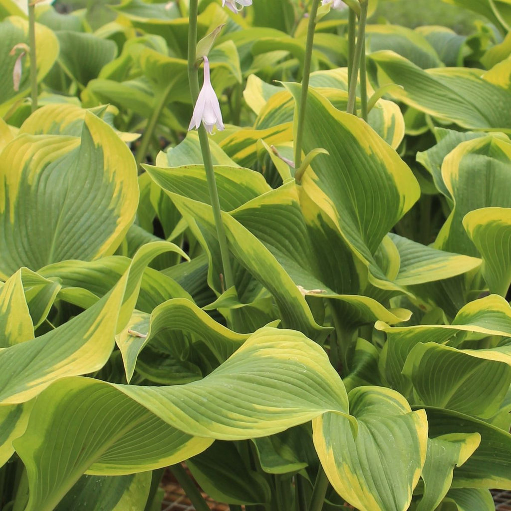 Hosta 'Atlantis' PP17093