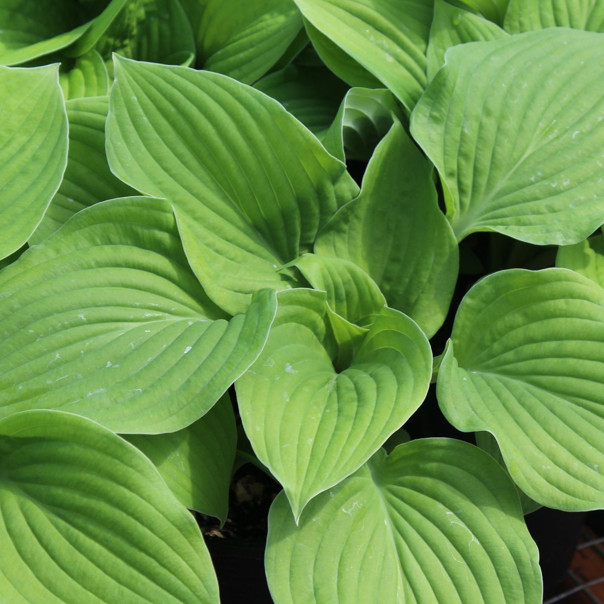 Hosta 'August Moon'