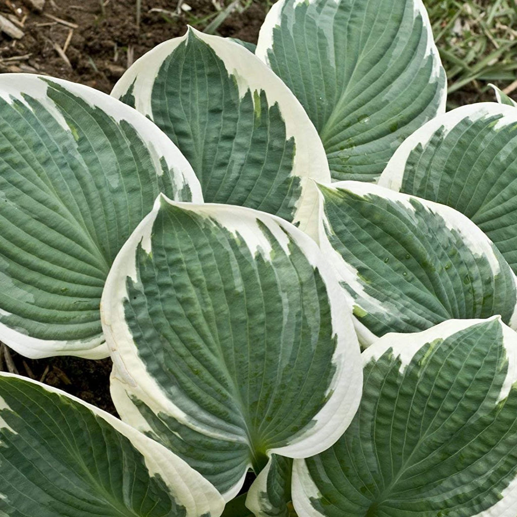 Hosta 'Barbara Ann'