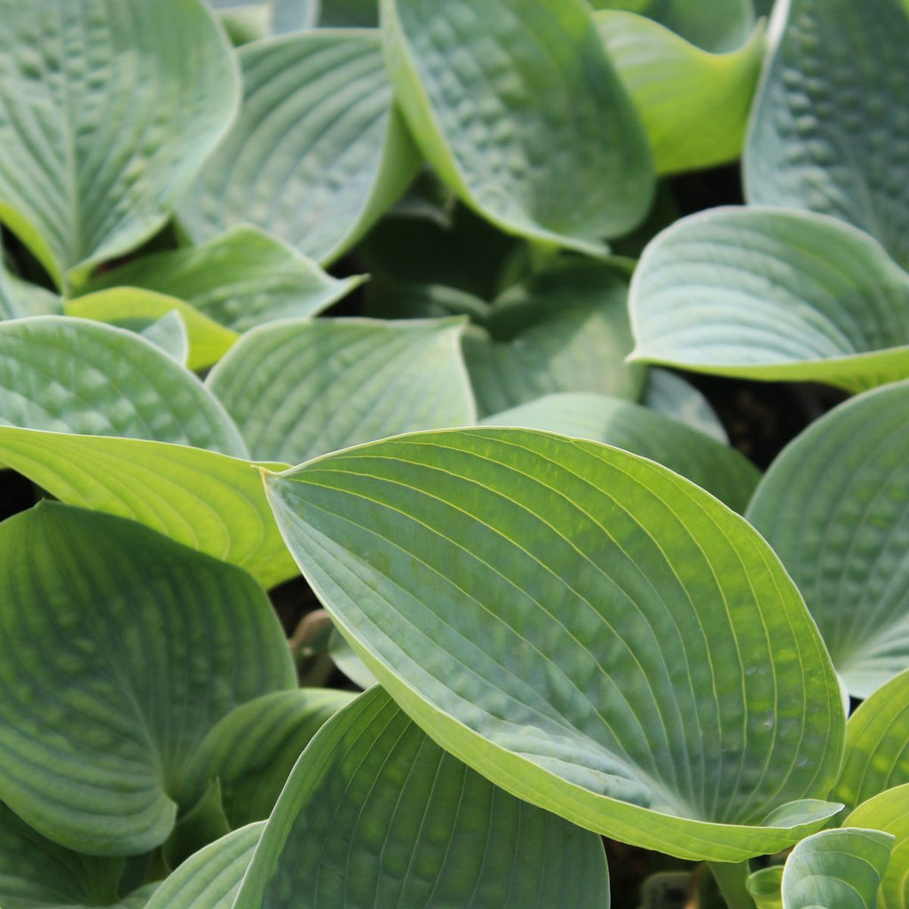 Hosta 'Big Daddy'