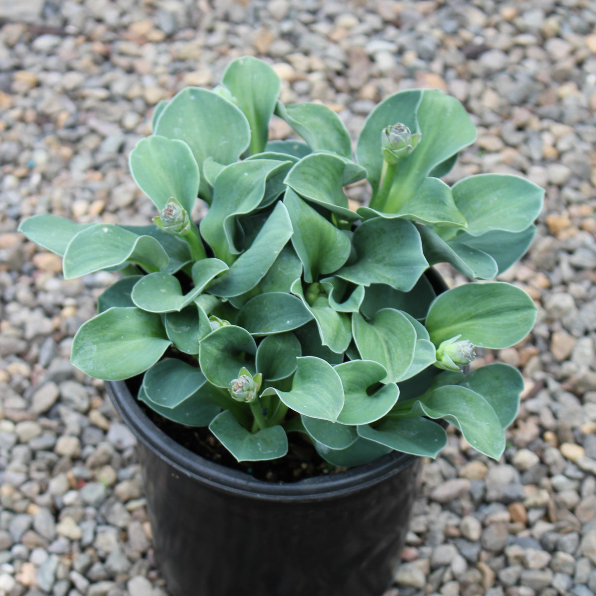 Hosta 'Blue Mouse Ears'