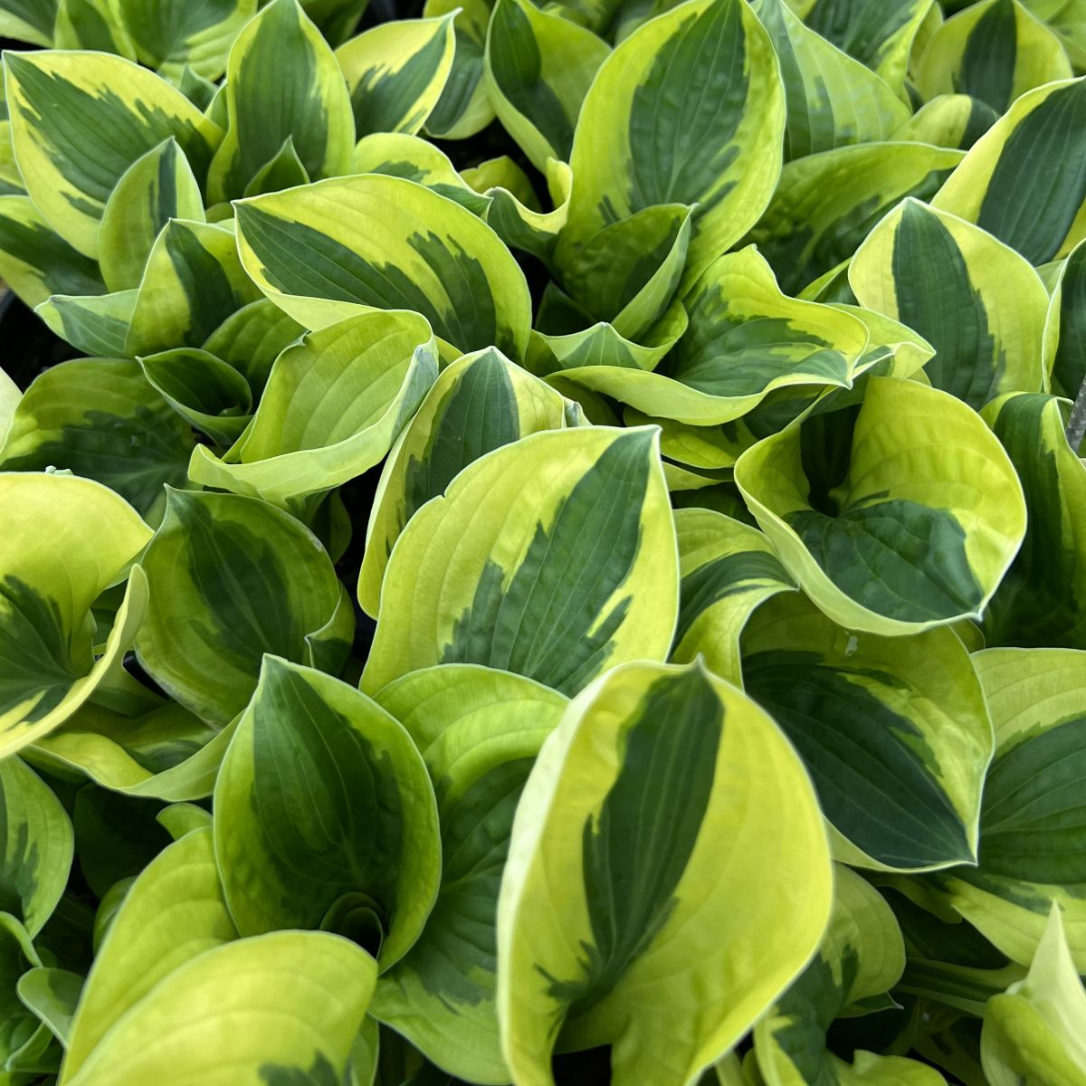 Hosta 'Brim Cup'