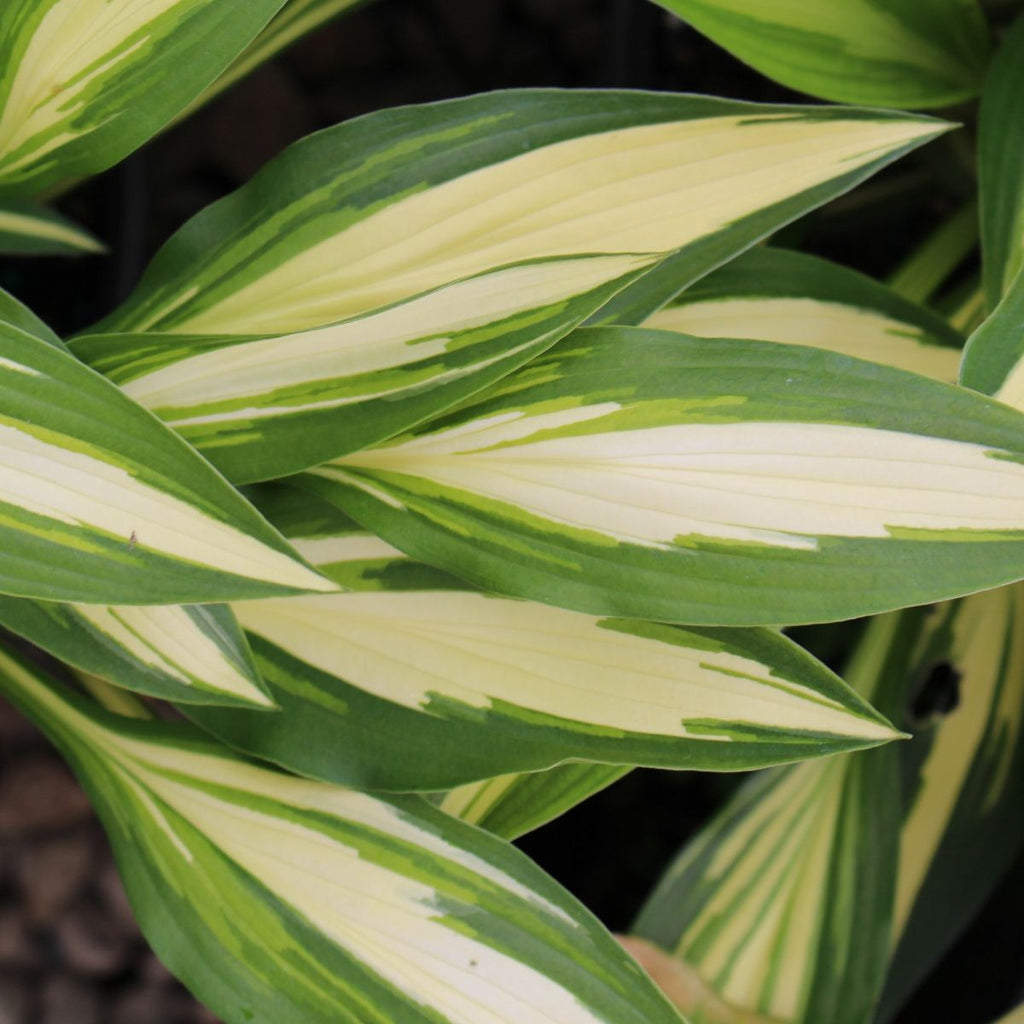 Hosta 'Cherry Berry'