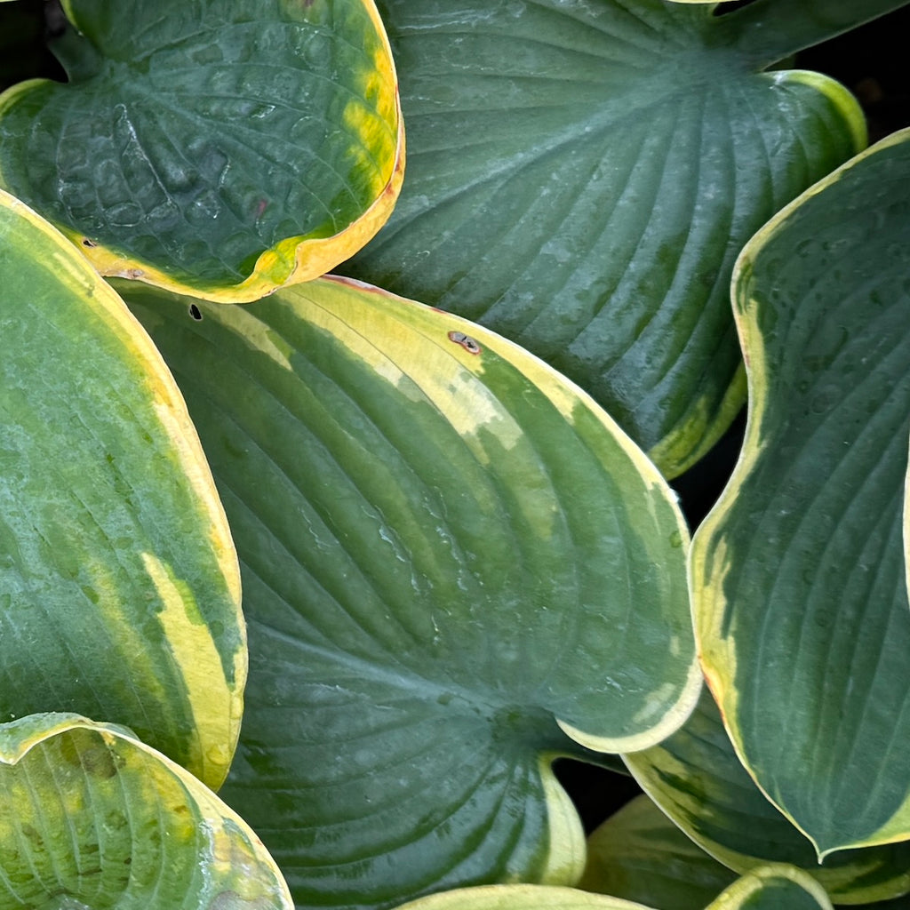 Hosta 'Climax'