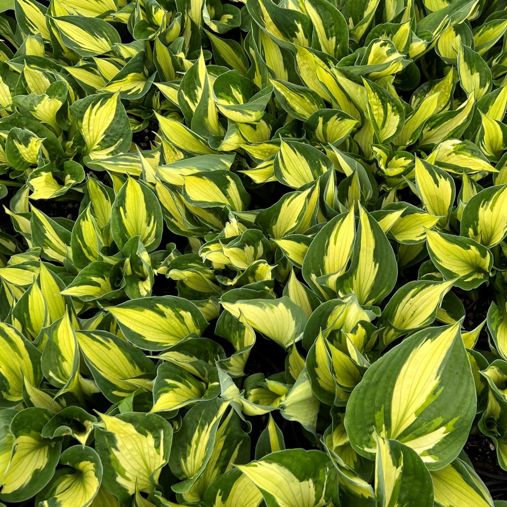 Hosta x 'Colored Hulk'