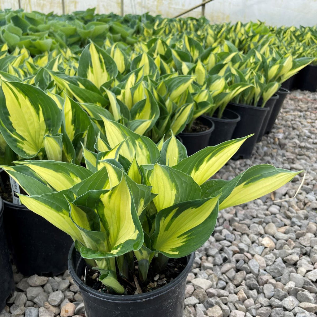 Hosta x 'Colored Hulk' – Loen Nursery, Inc.